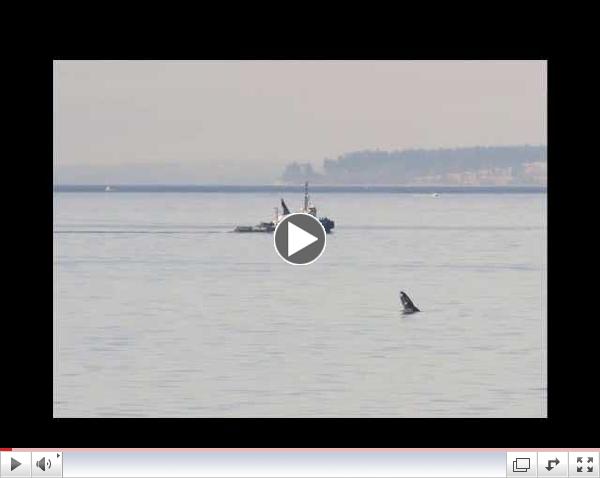 Humpback Whale   March 8th, 2015