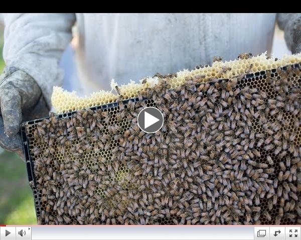 Weather Matters when You're Traveling with Thousands of Bees