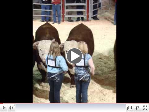 Calgary Bull Sale Hereford Highlights