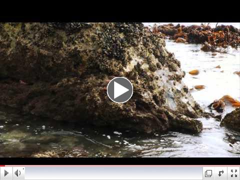 Tide Pools