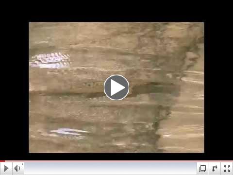 Two Beautiful Brown Trout on Pine's Old Campground Flat Rocks