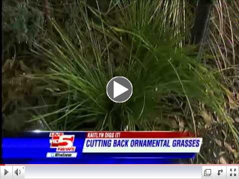 Cutting Back Ornamental Grasses