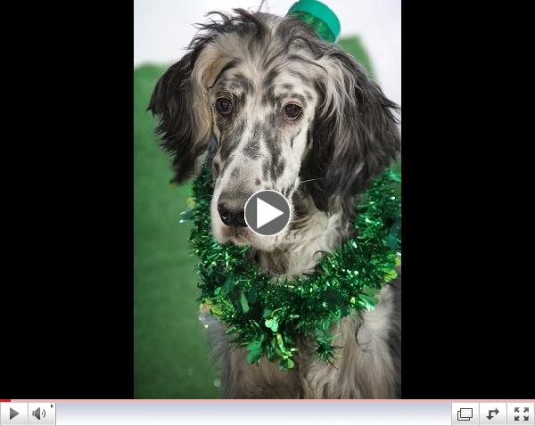 Paws & Pals St Patty's Day 2014