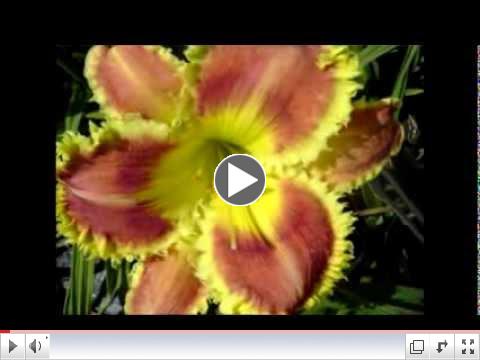 Shirley Farmer video