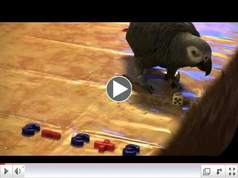 Graupapagei Pitti löst Kettenaufgaben (Addition, Subtraktion)