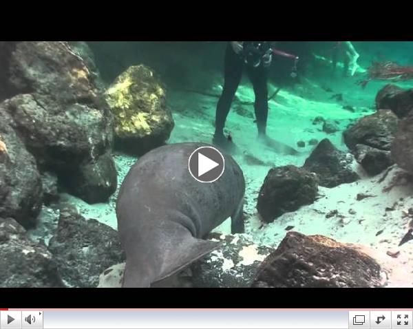 Give Manatees Sanctuary! Sign the petition at www.threesisterssprings.org