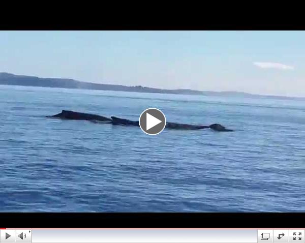 Jordan's Whale Video
