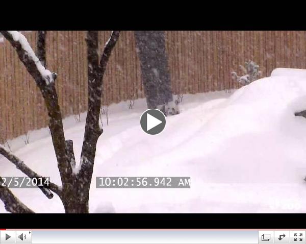 Toronto Zoo Giant Panda Enjoys Epic Snow Fall