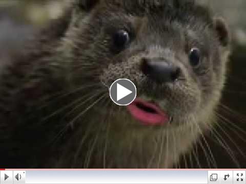 animal funny christmas song