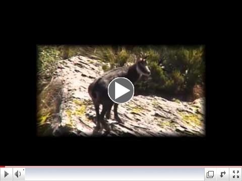 New Zealand #248