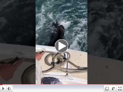 Sea Lions grab the back of boat!