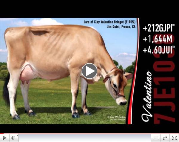 Herby Lutz Sire Analyst Comments on 7JE1038 Valentino