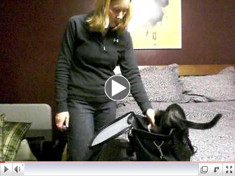 Cat Carrier Training with Dr. Jacqui Neilson and Bug