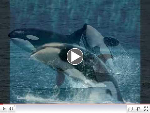 Save the Whales!