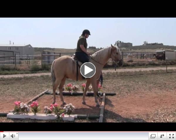 Hearts and Horses for Veterans