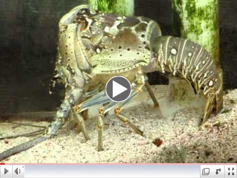 Caribbean Spiny Lobster Molting