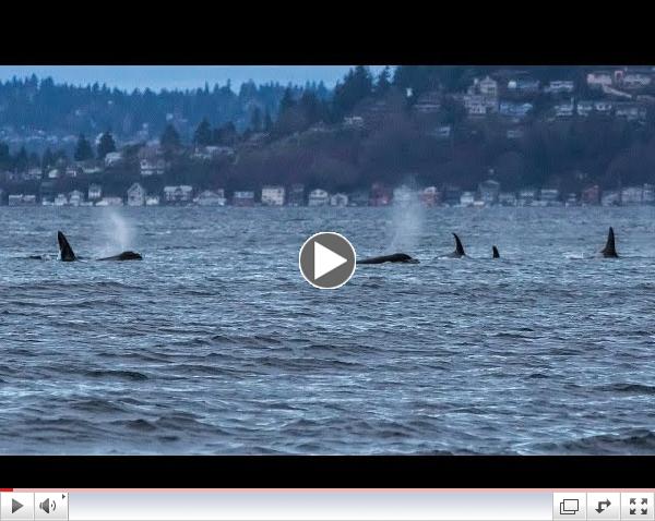 Southern Resident Killer Whales: Sleeping in the Salish Sea (HD)