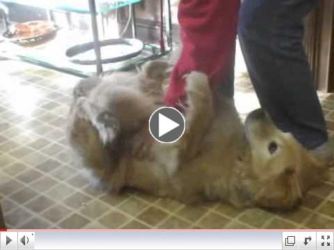 Meet Wilbur, Our AGA March Orphan of the Month