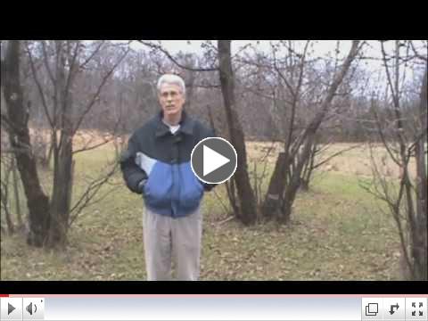 The American Chestnut Tree: An Insider's View Point