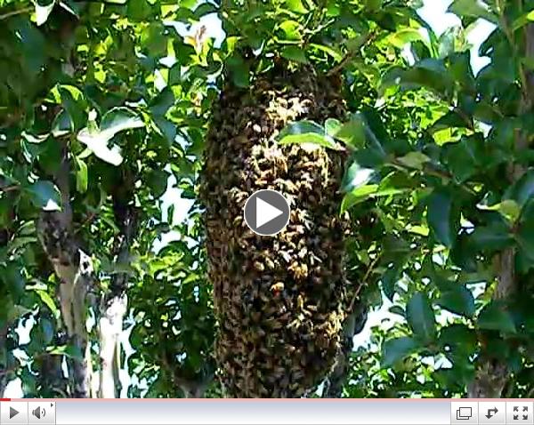 Honey Bee Swarm, Photo By: Harry Case