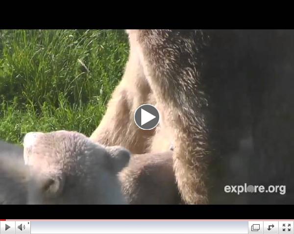 Ilka Nurses her Twin Polar Bear Cubs