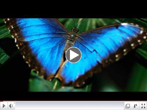 The mirasol?? Effect: Biomimicry:
