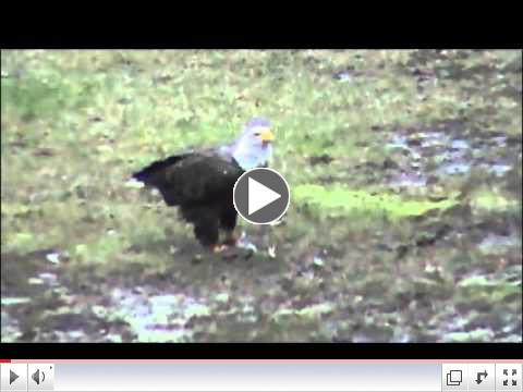 Eagle eating 20 inch Pine Creek brown trout...