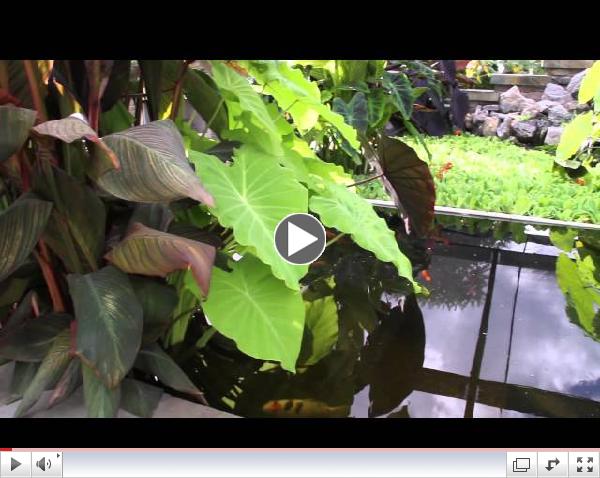 Outdoor Tropical Plants: Part 1