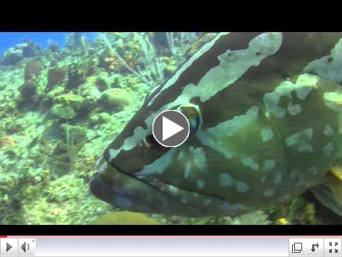 Scuba Little Cayman with Nassau Groupers