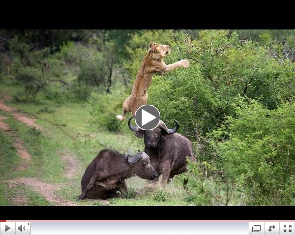 Flying Lion: Buffalo Launches Predator Into The Air