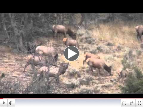 Elk Hunting in Montana with S&W Outfitters