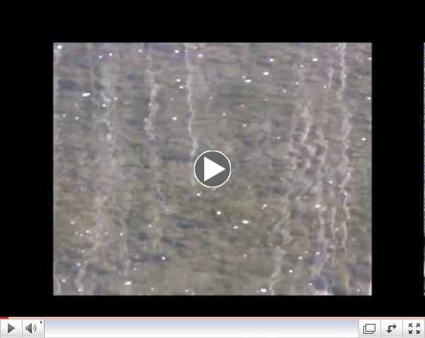 Pine brown trout in Little Slate Pool