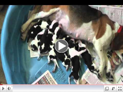 Cuddles and 7 newborn puppies