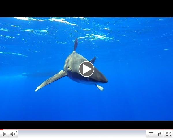 Bold - A Waterlust film about Oceanic Whitetip Sharks