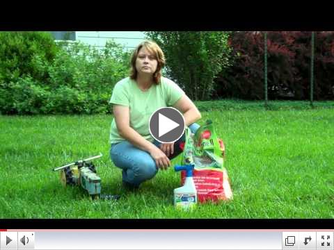 Fescue Lawn Care