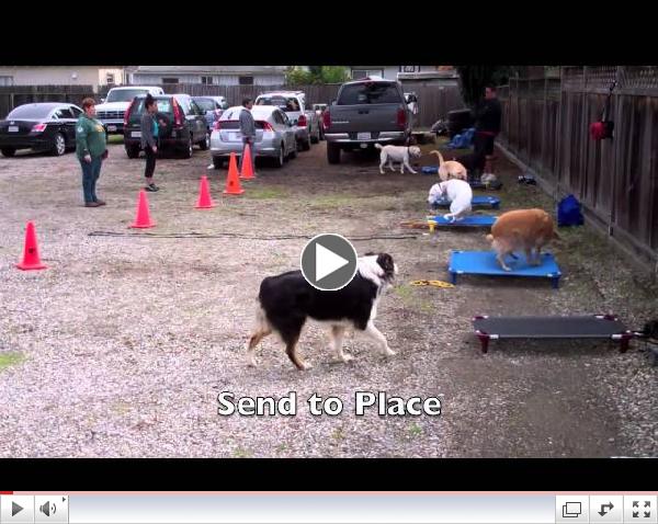 Off Leash Dog Training Class Nov 2012