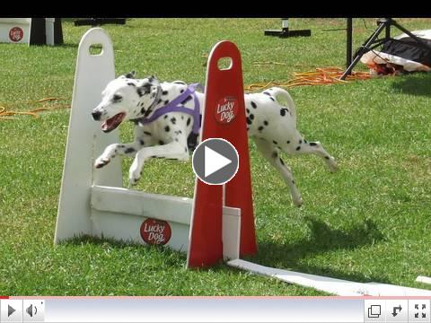 Flyball Dogs (in HD)