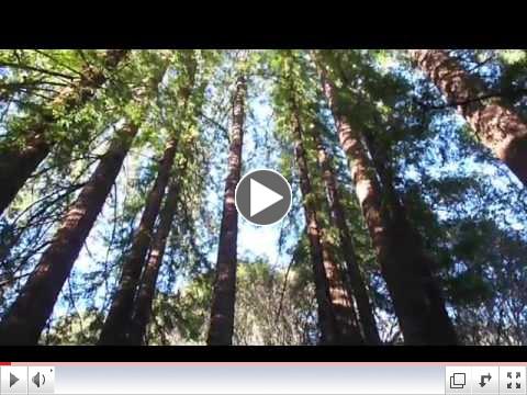 redwood trees