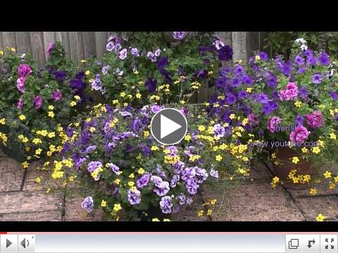 My Summer Garden - My Little Purple Eden