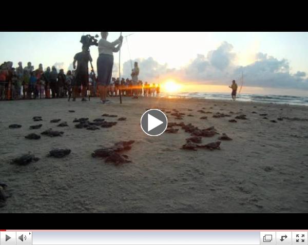 Kemp's Ridley Sea Turtle Hatchlings Released