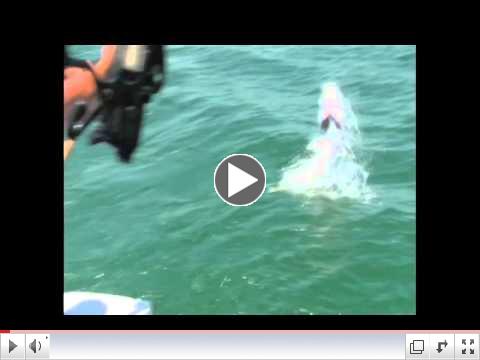 Tarpon in Tampa Bay