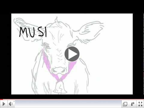 Kayli the Cow Music Video