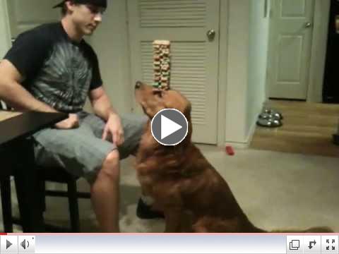 Dog balancing treats. The stacking of 36 treats
