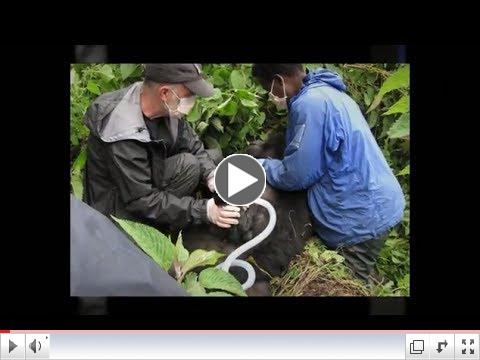 Gorilla Doctors : Saving a Species. One Gorilla at a Time.